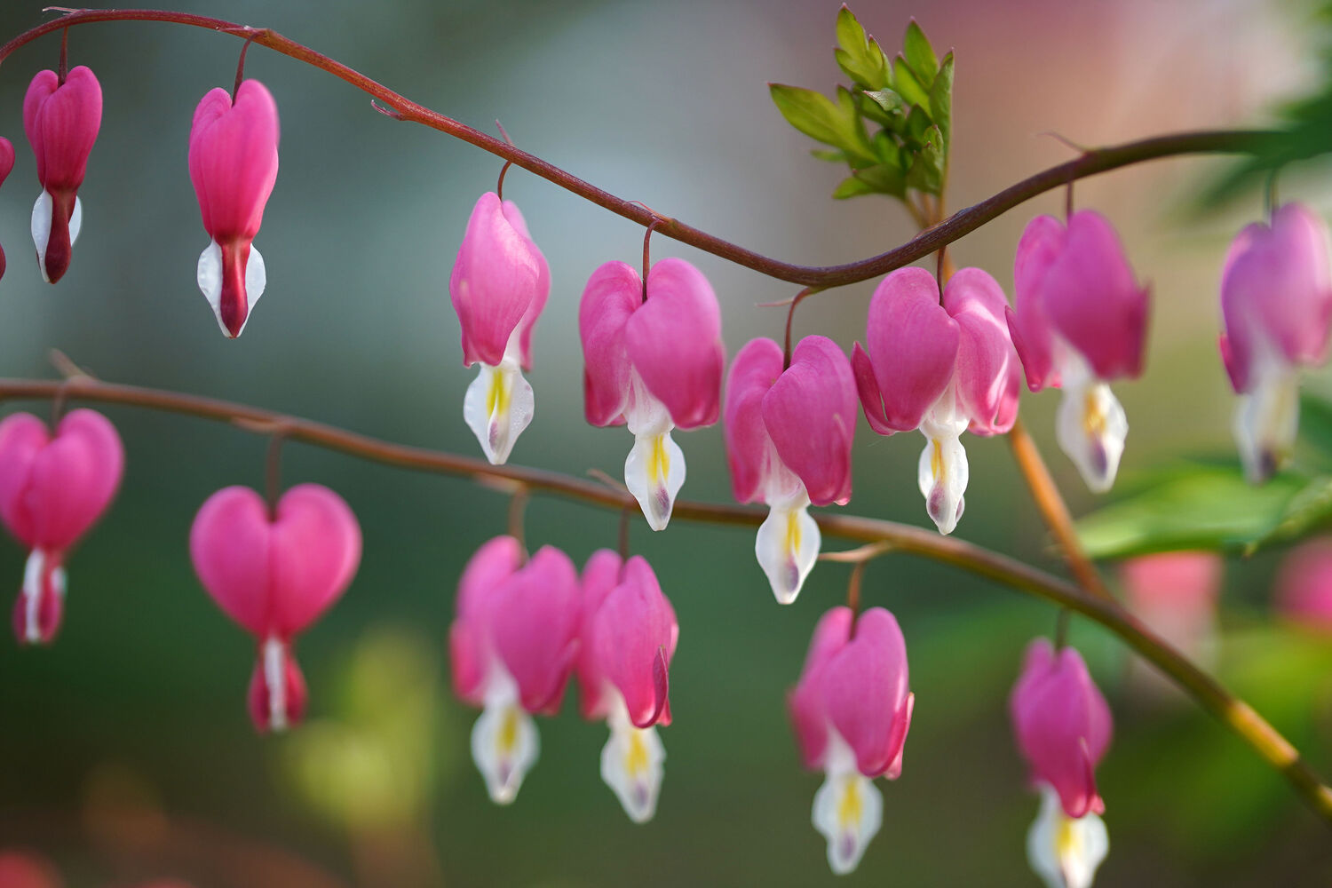 bleeding hearts